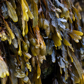 Bladderwrack herb