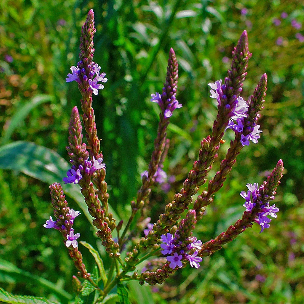 Blue vervain herb