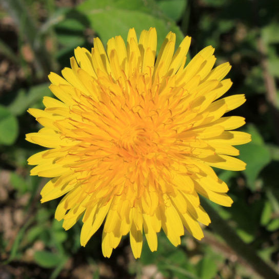 Dandelion herb