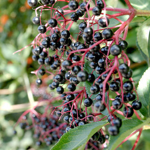 Elderberry herb