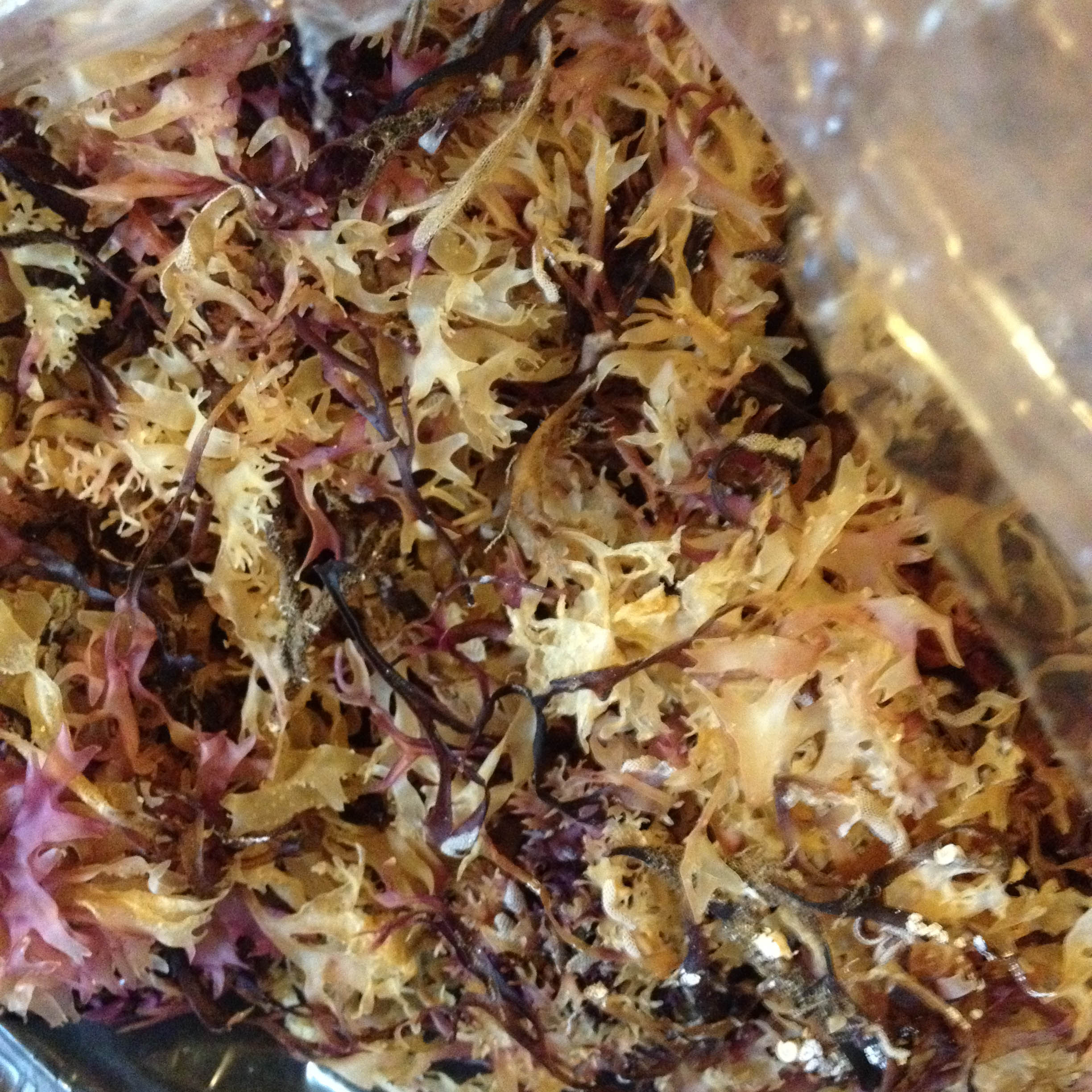 Irish moss herb