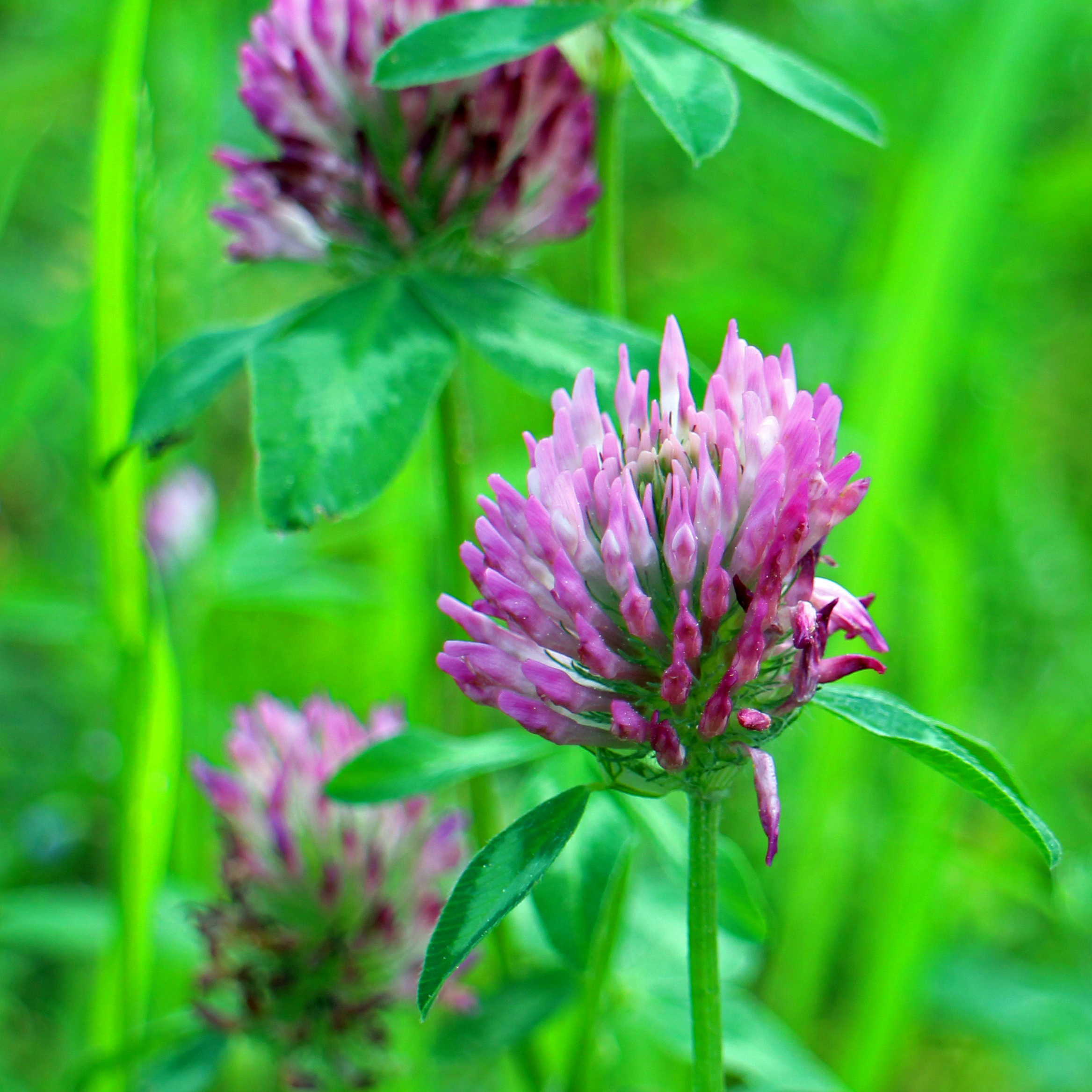 Red clover herb