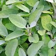 Sage herb
