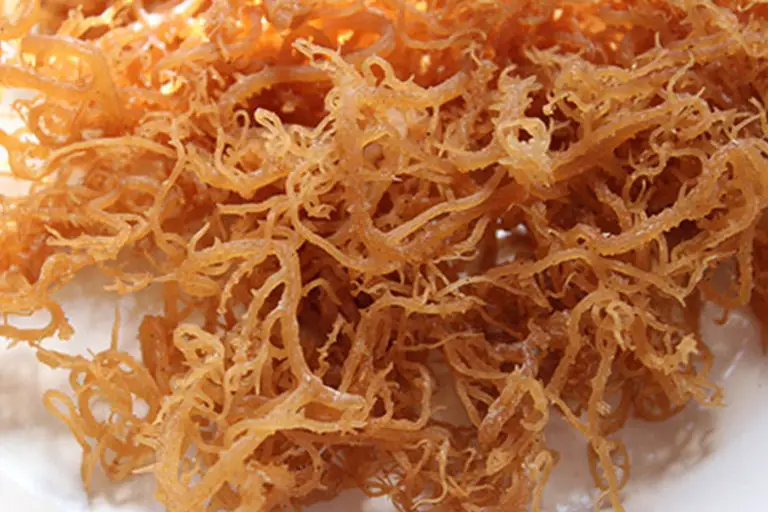 Irish sea moss: benefits, consumption and faq