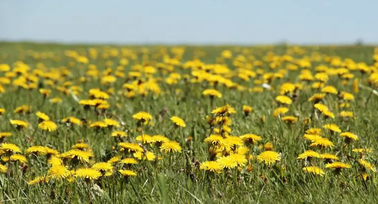 Dandelion: Benefits and how to prepare